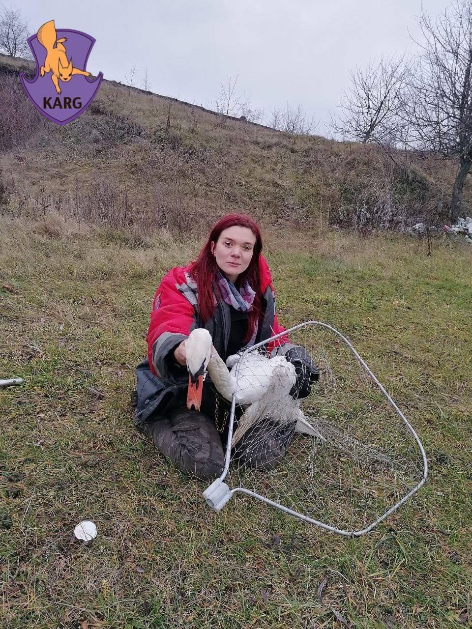 Під Києвом браконьєри вбили чотирьох лебедів, а двох поранили.