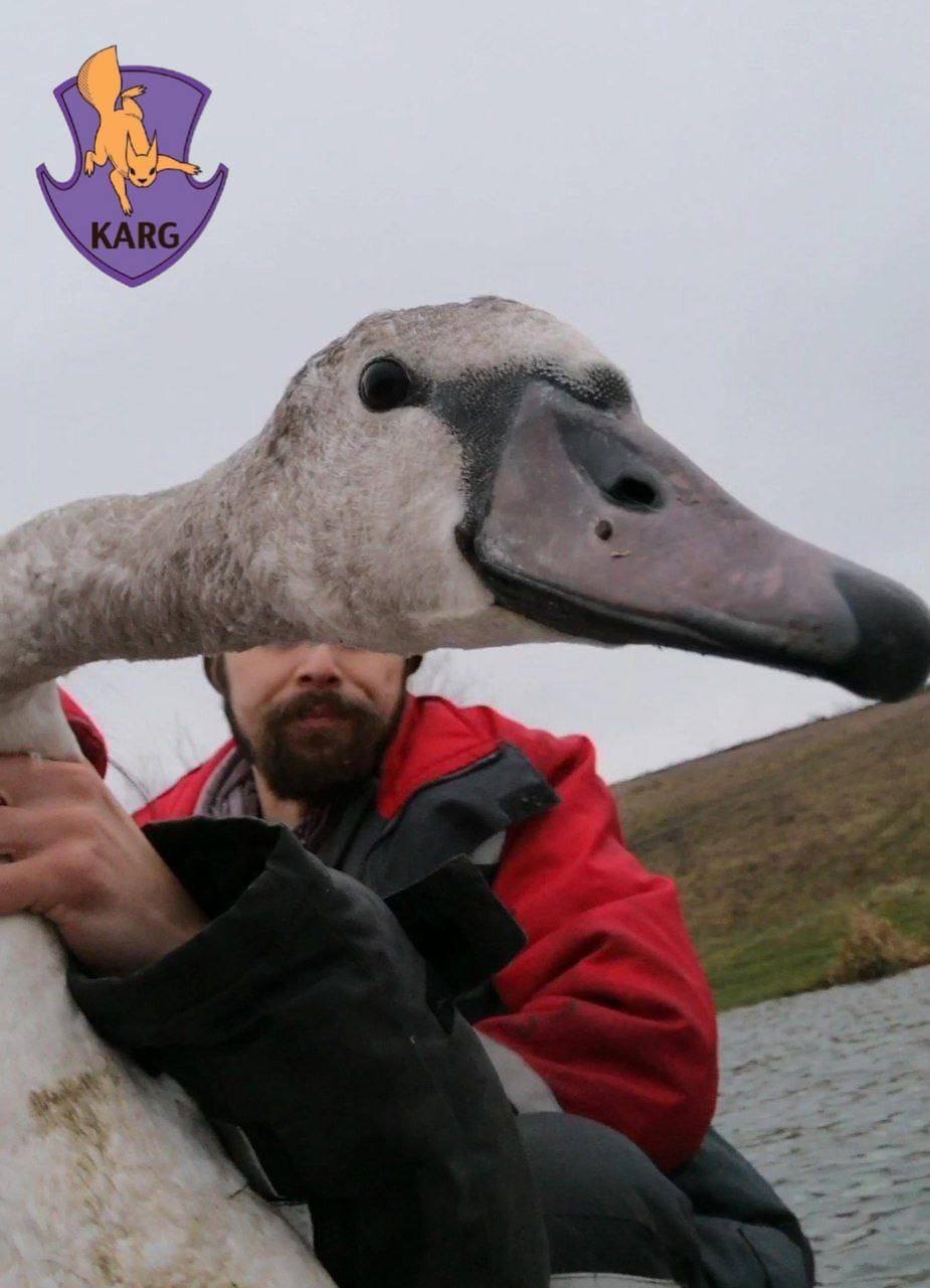 Під Києвом браконьєри вбили чотирьох лебедів, а двох поранили.