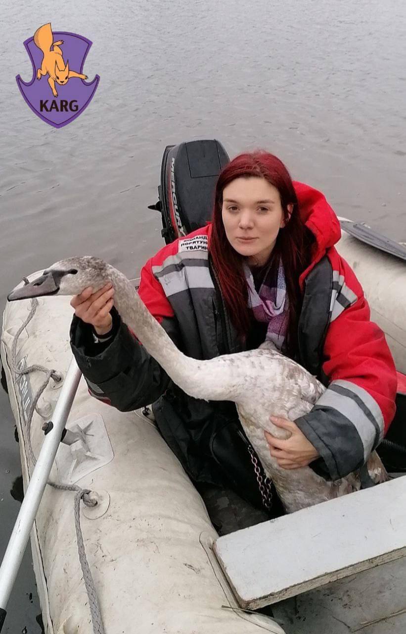 Під Києвом браконьєри вбили чотирьох лебедів, а двох поранили.