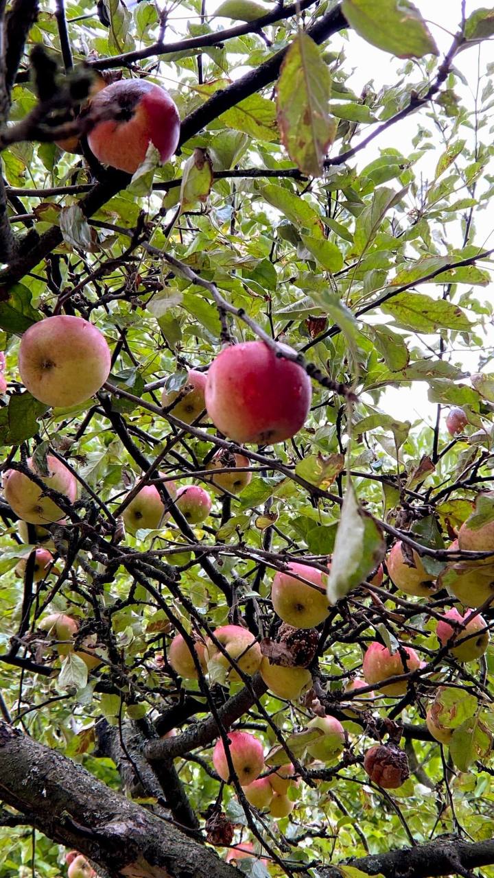 Киян запрошують у сади ВДНГ пригощатись яблуками.