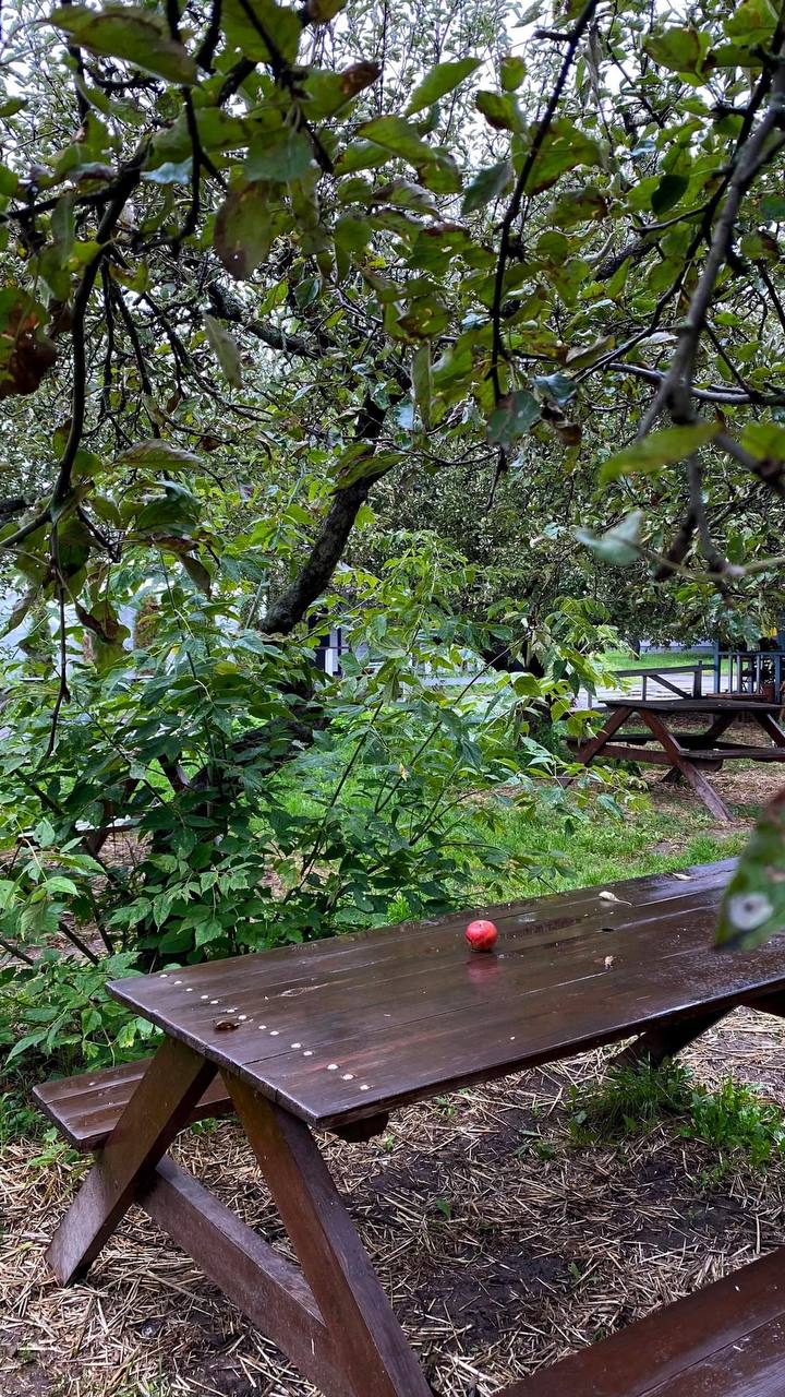 Киян запрошують у сади ВДНГ пригощатись яблуками.