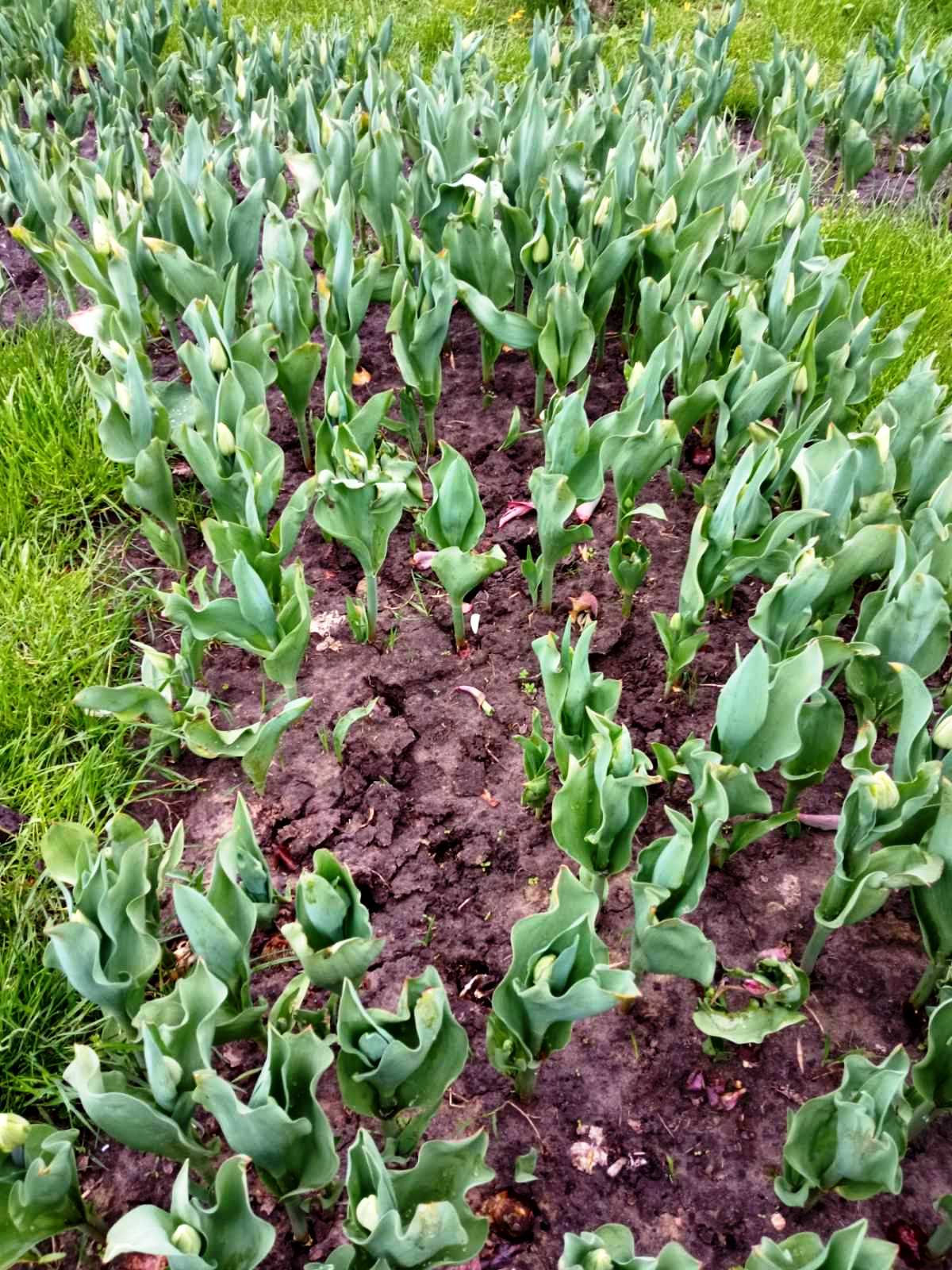 Фото: facebook.com/zelenbud