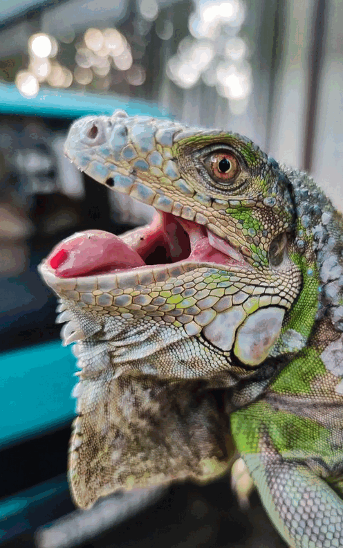 Фото: facebook.com/KARG.kyivanimalrescuegroup