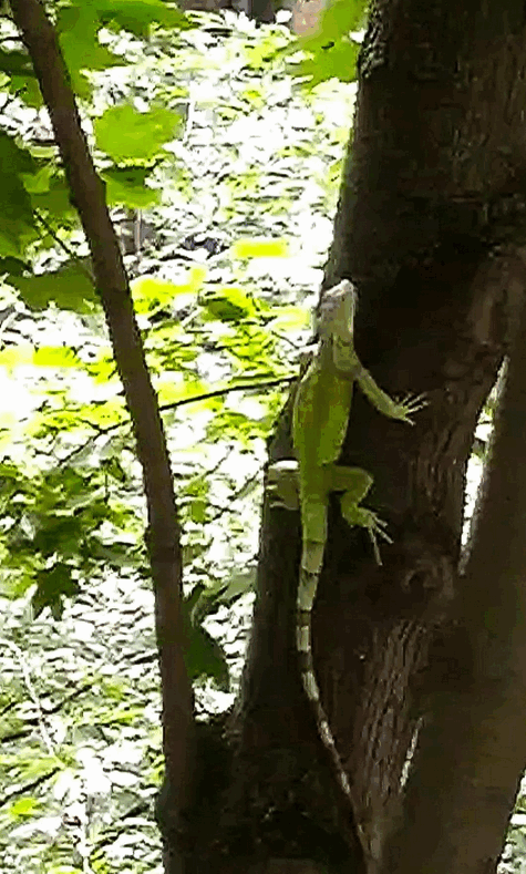 Фото: facebook.com/KARG.kyivanimalrescuegroup