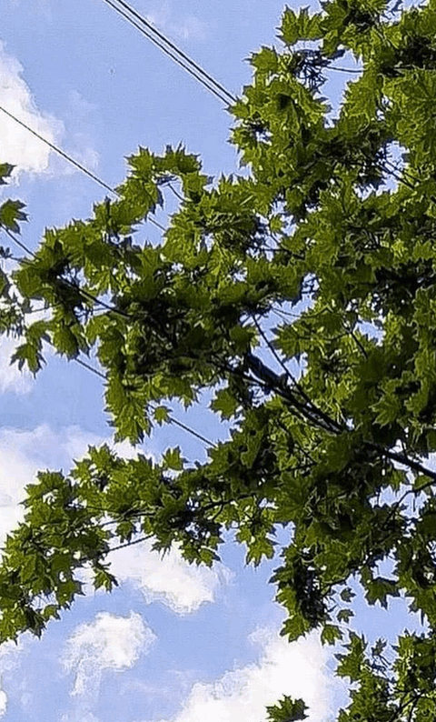 Фото: facebook.com/KARG.kyivanimalrescuegroup