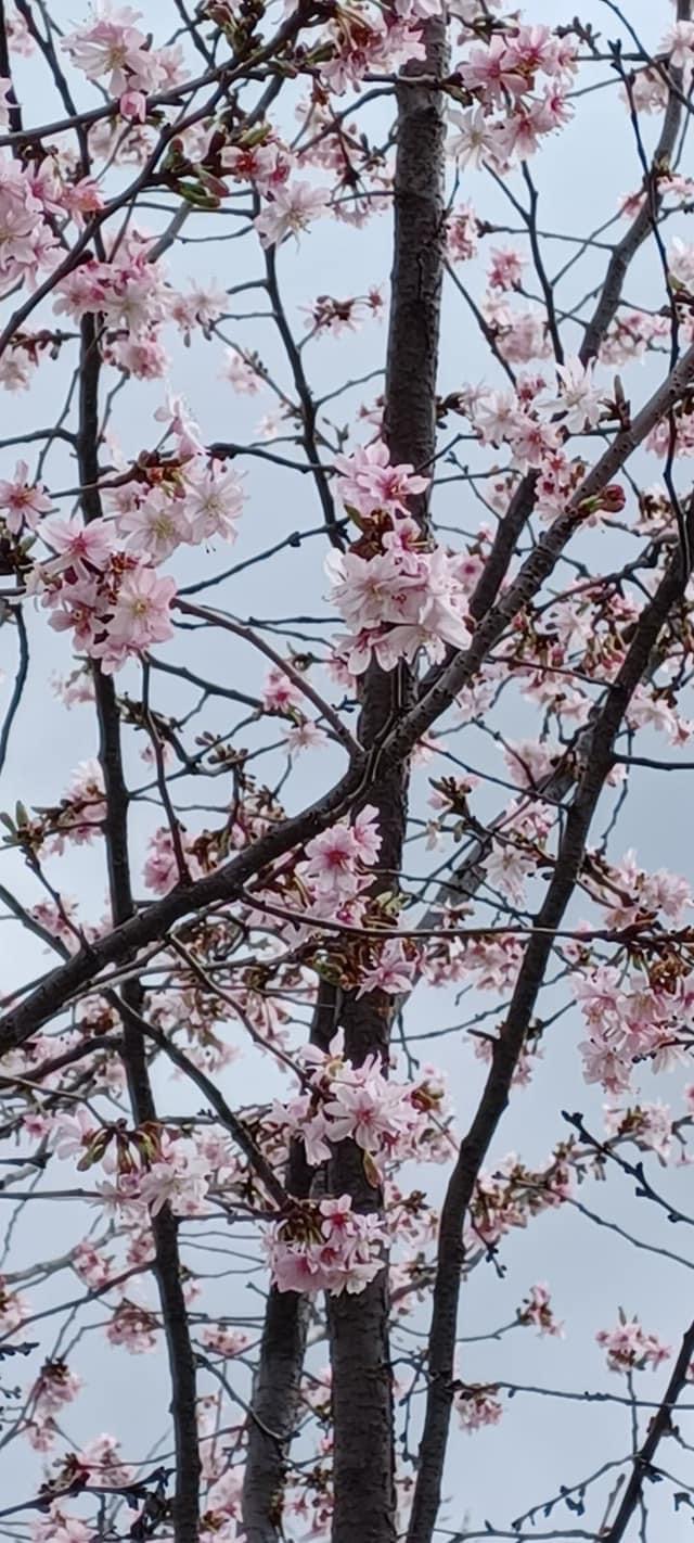 Фото: facebook.com/zelenbud