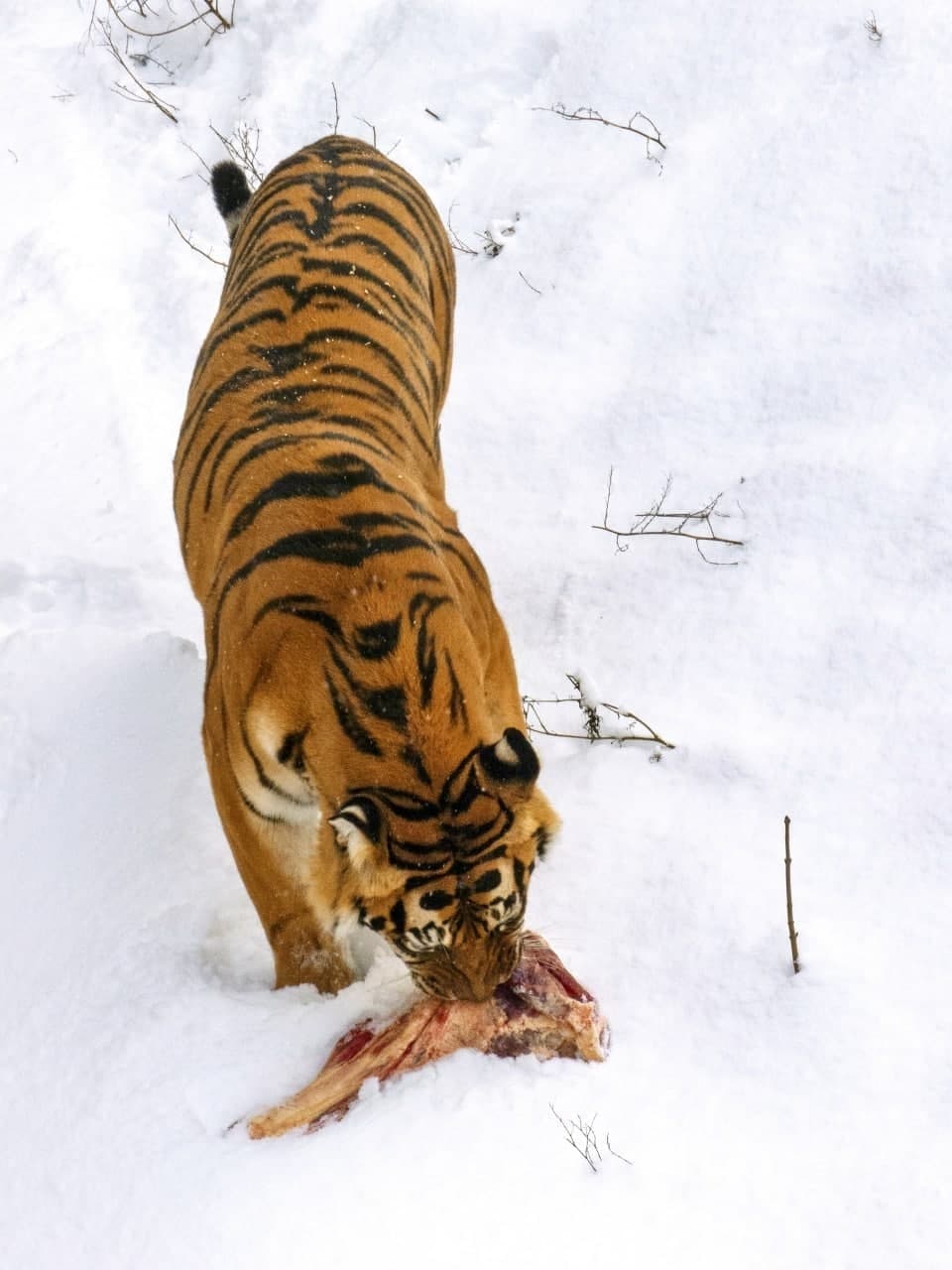 В Киеве в зоопарке тиграм подарили к Новому году декоративные домики
