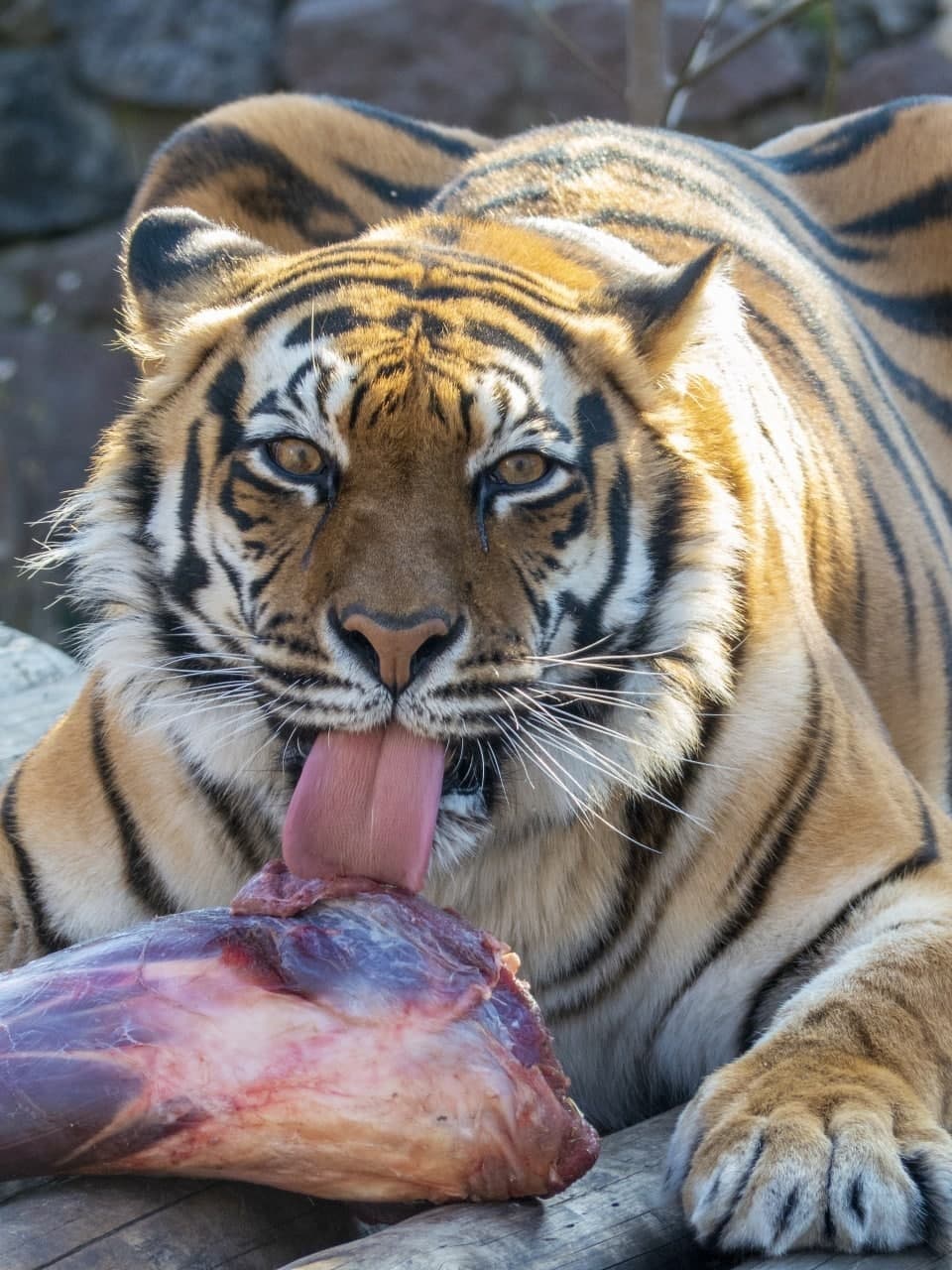 В Киеве в зоопарке тиграм подарили к Новому году декоративные домики