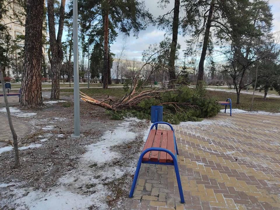 Начиная со вчерашнего дня ветер повалил в Киеве почти 80 деревьев