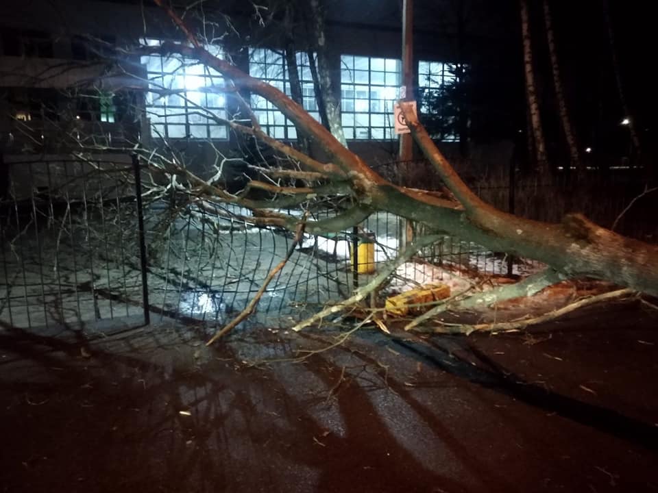 Начиная со вчерашнего дня ветер повалил в Киеве почти 80 деревьев