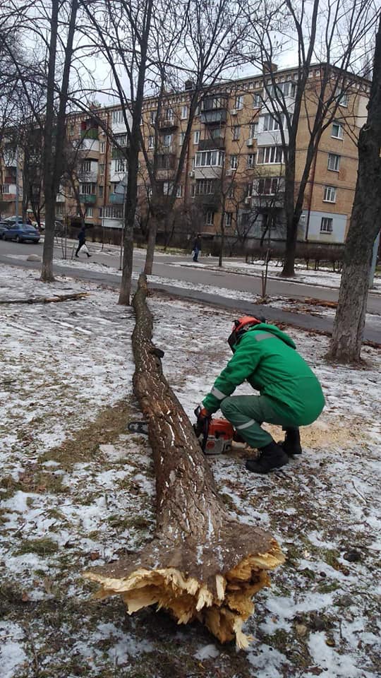Начиная со вчерашнего дня ветер повалил в Киеве почти 80 деревьев