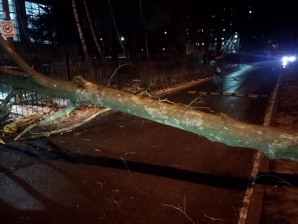 Начиная со вчерашнего дня ветер повалил в Киеве почти 80 деревьев