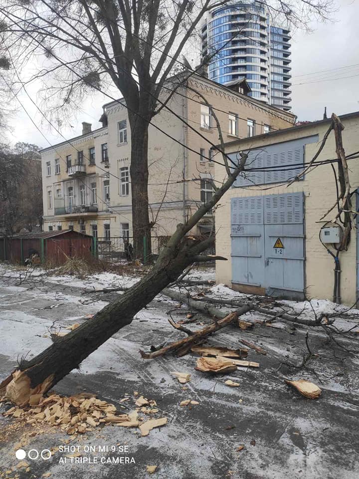 Начиная со вчерашнего дня ветер повалил в Киеве почти 80 деревьев