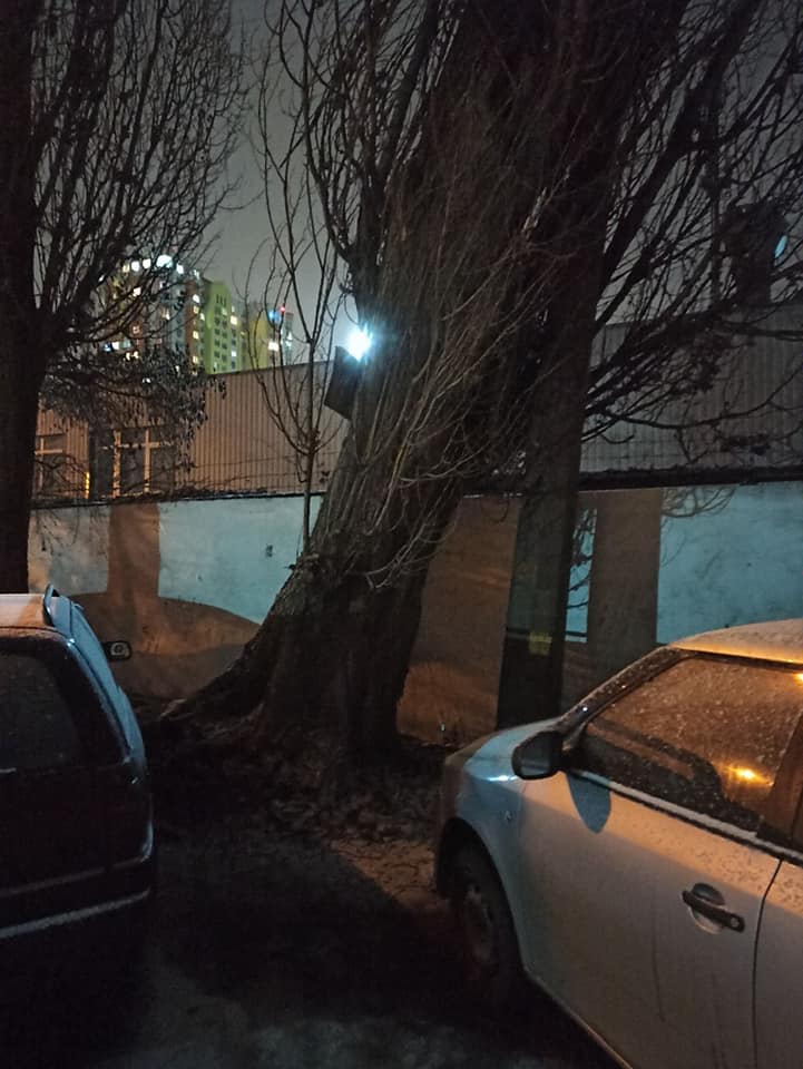 Начиная со вчерашнего дня ветер повалил в Киеве почти 80 деревьев