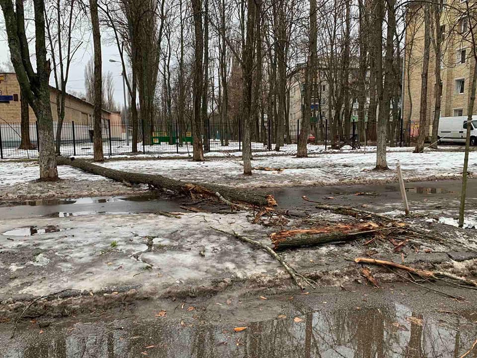 Начиная со вчерашнего дня ветер повалил в Киеве почти 80 деревьев