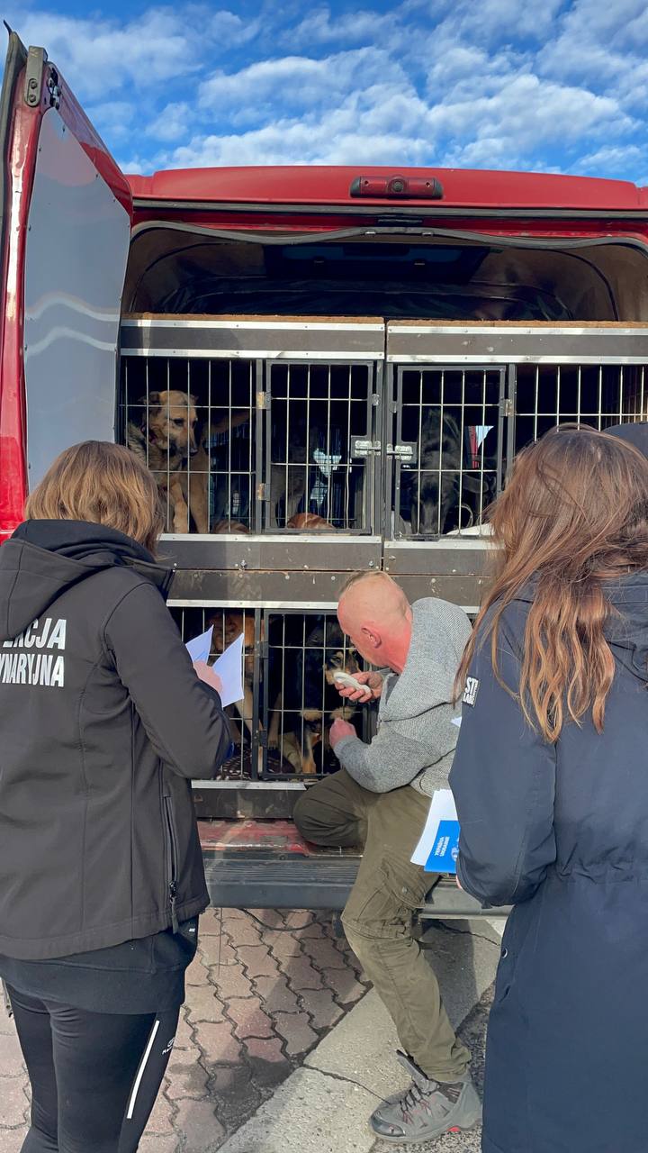 Перевірка собак на польському кордоні.