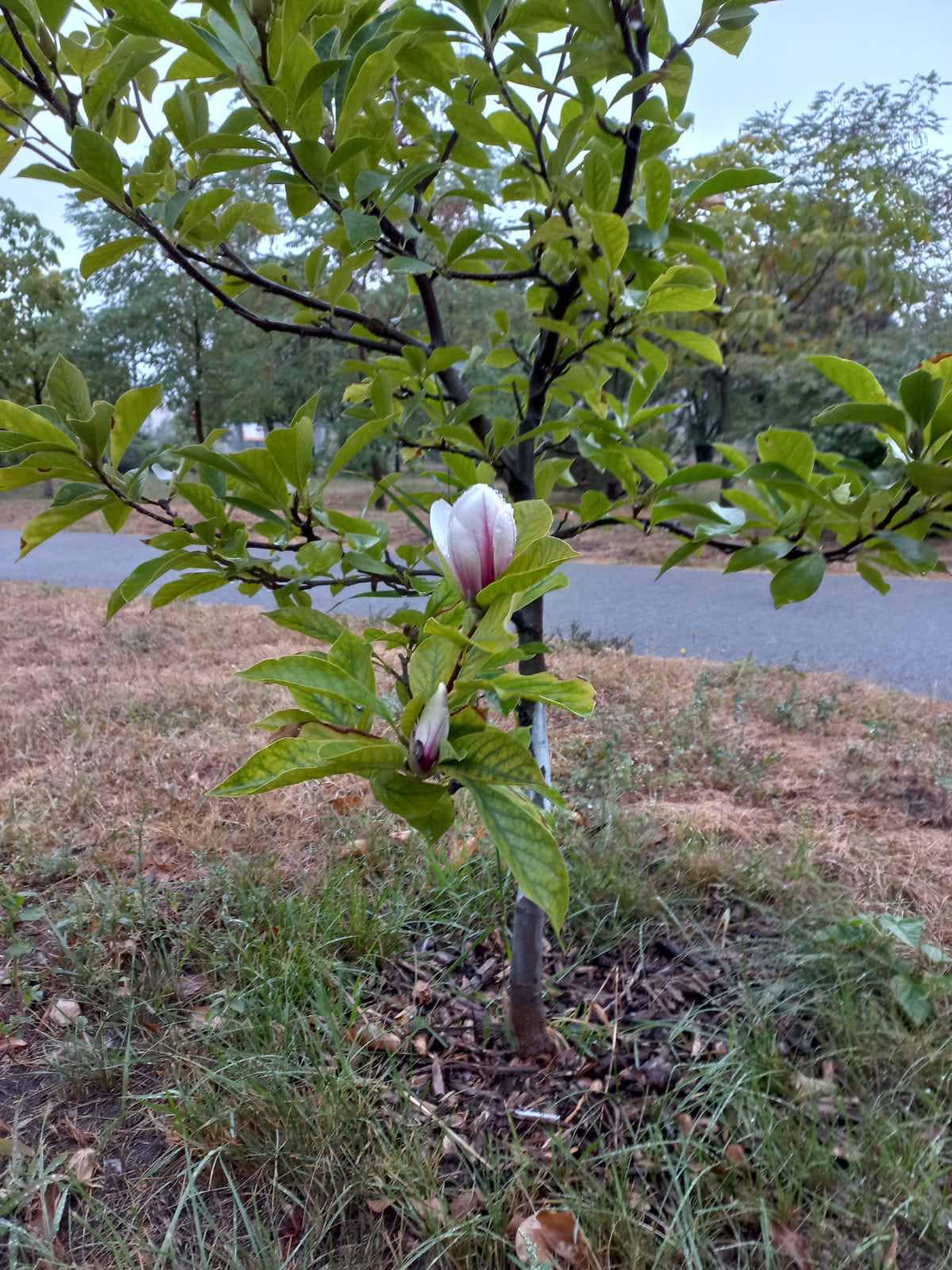 Магнолия с бульвара Миколайчука.