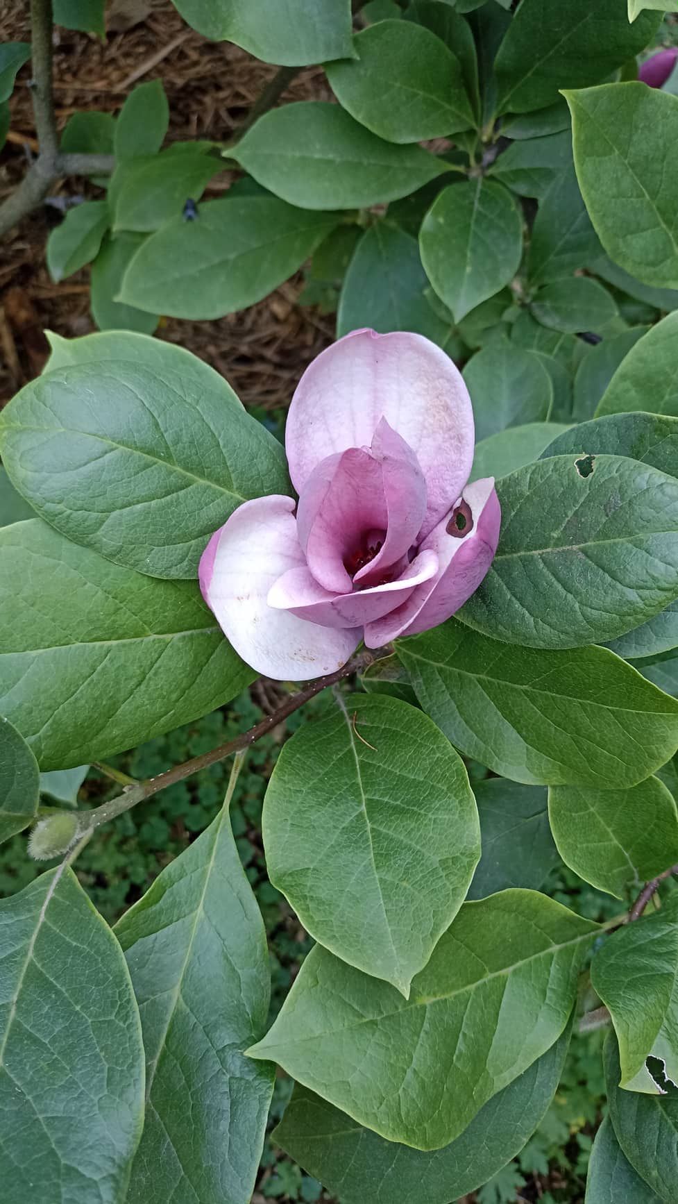 Магнолия из ботсада.
