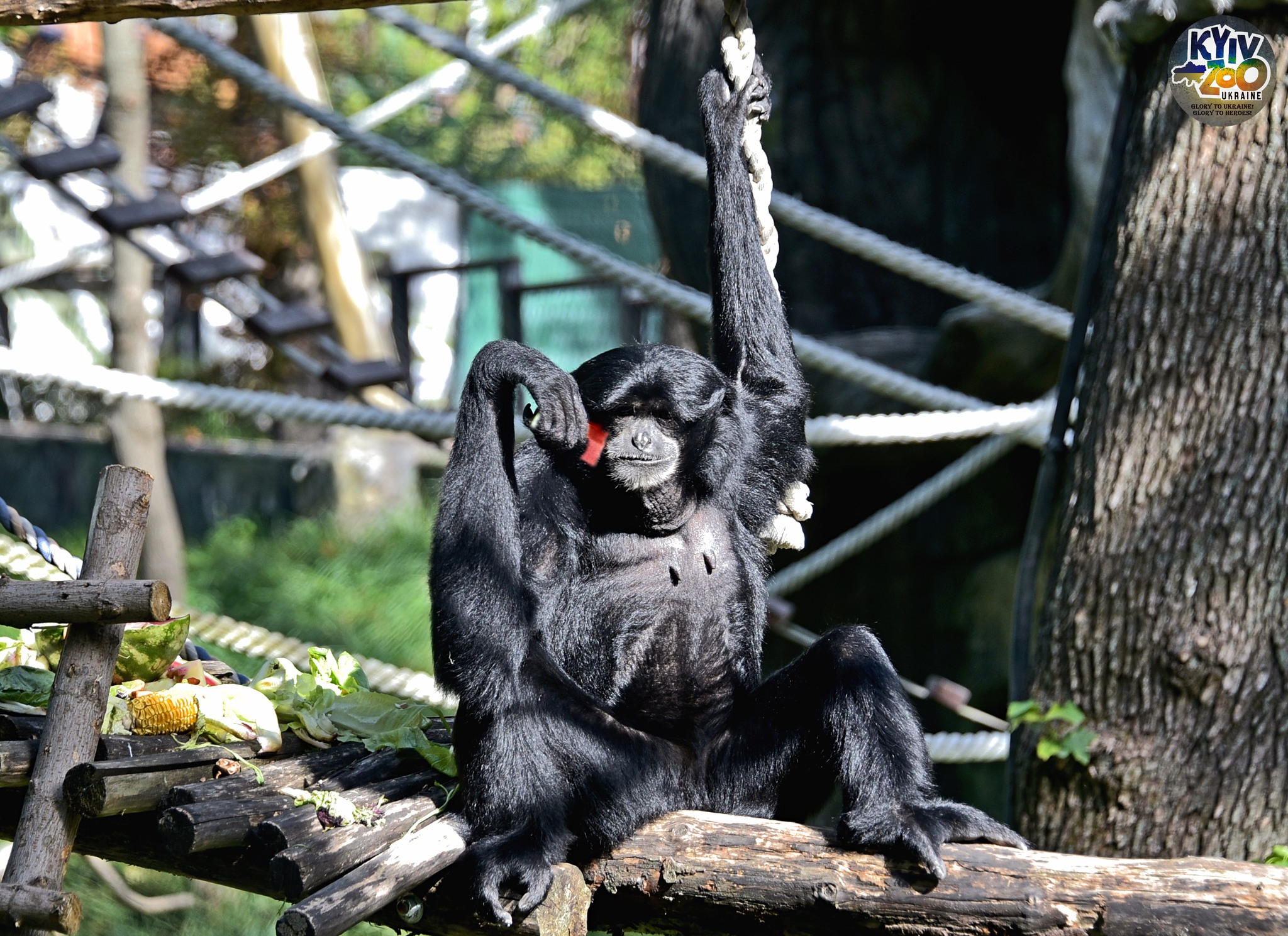 Фото: facebook.com/zoo.kyiv.ua