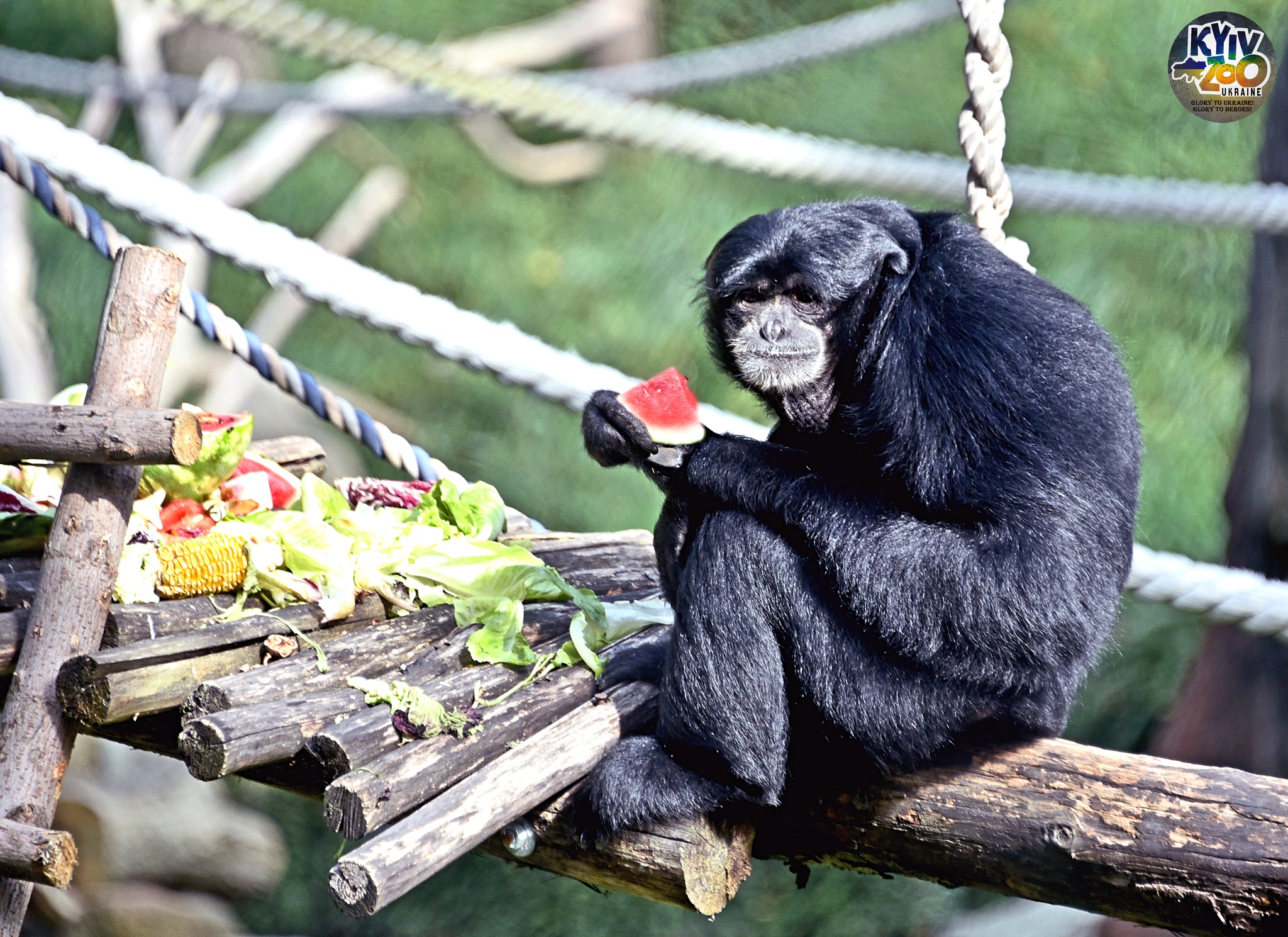 Фото: facebook.com/zoo.kyiv.ua