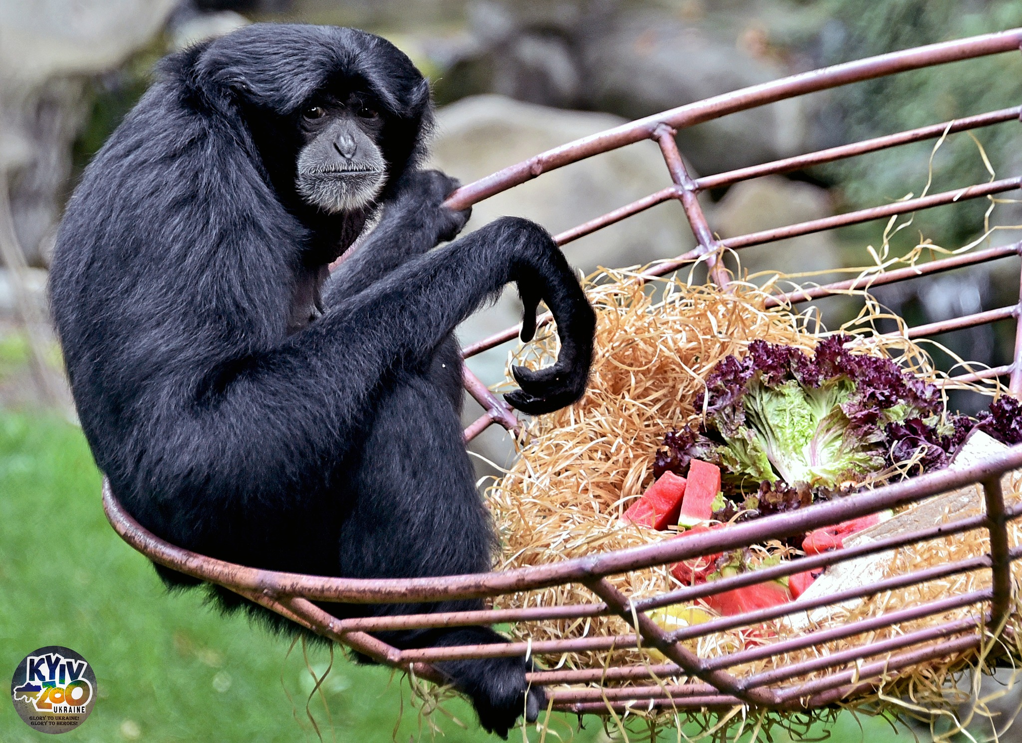 Фото: facebook.com/zoo.kyiv.ua