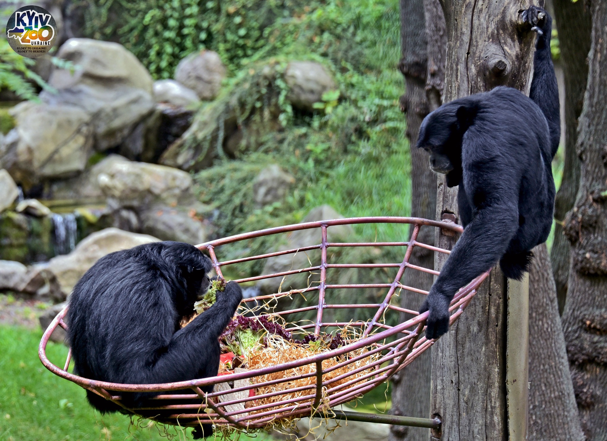 Фото: facebook.com/zoo.kyiv.ua