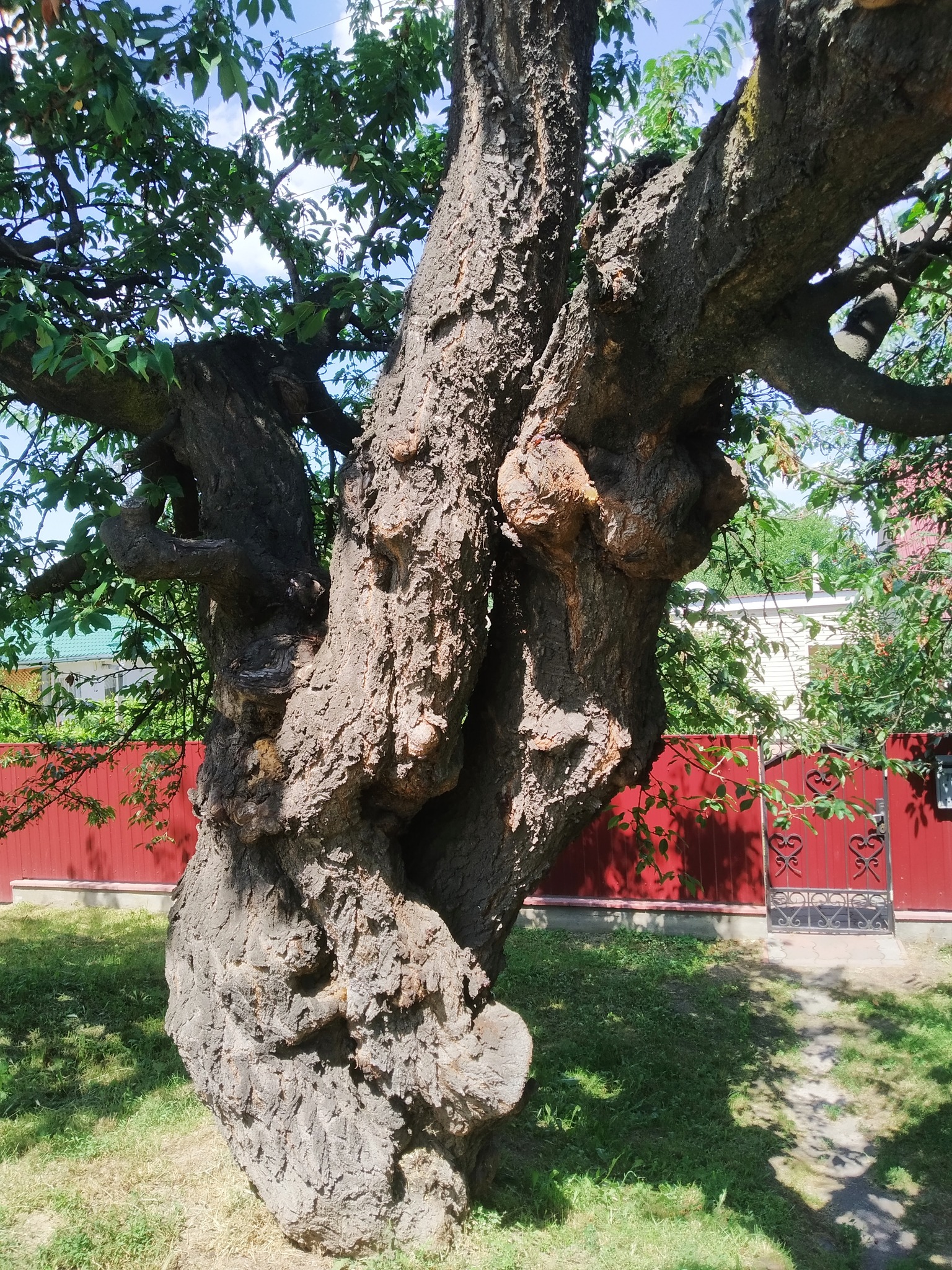 Самая старая черешня.