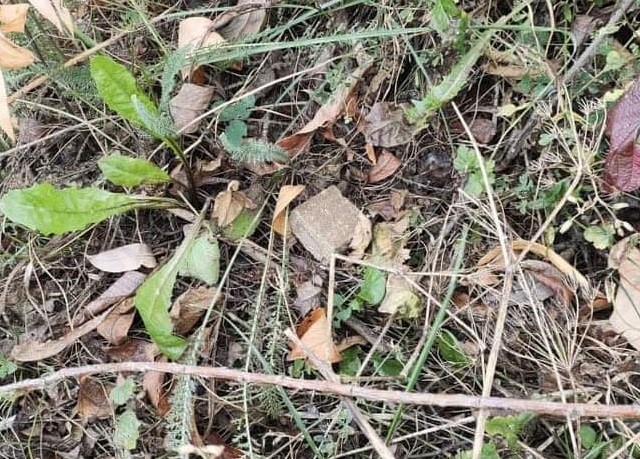 У Київській області на землі з'являться приманки: як виглядають і для чого потрібні фото 1