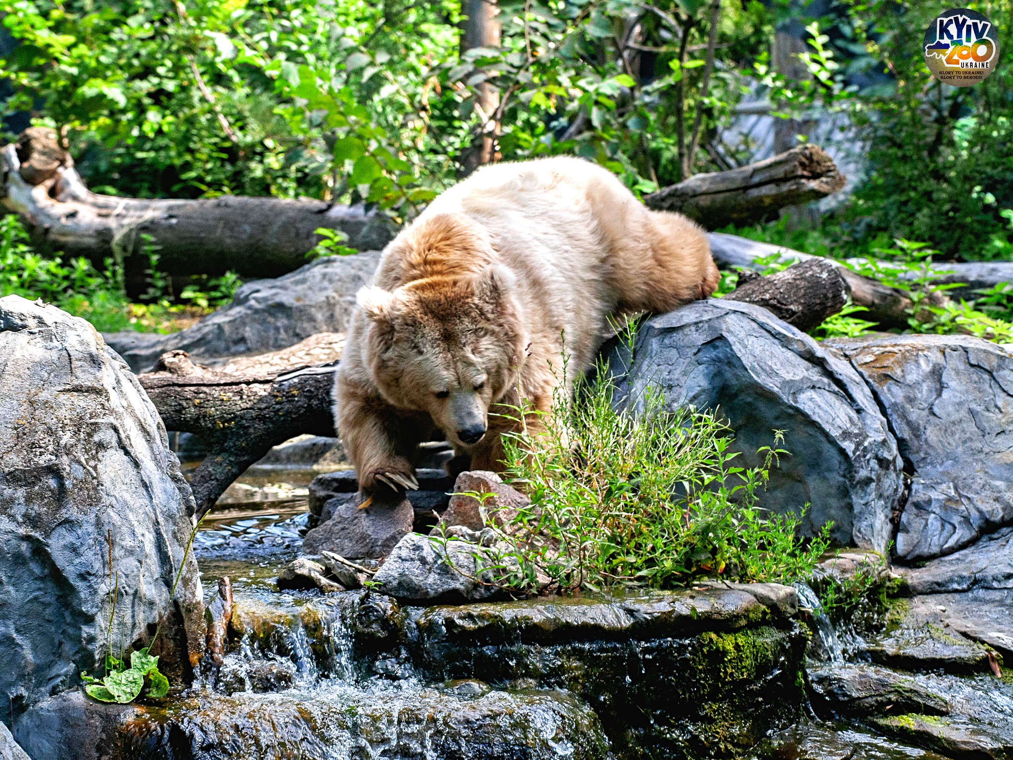 Фото: facebook.com/zoo.kyiv.ua