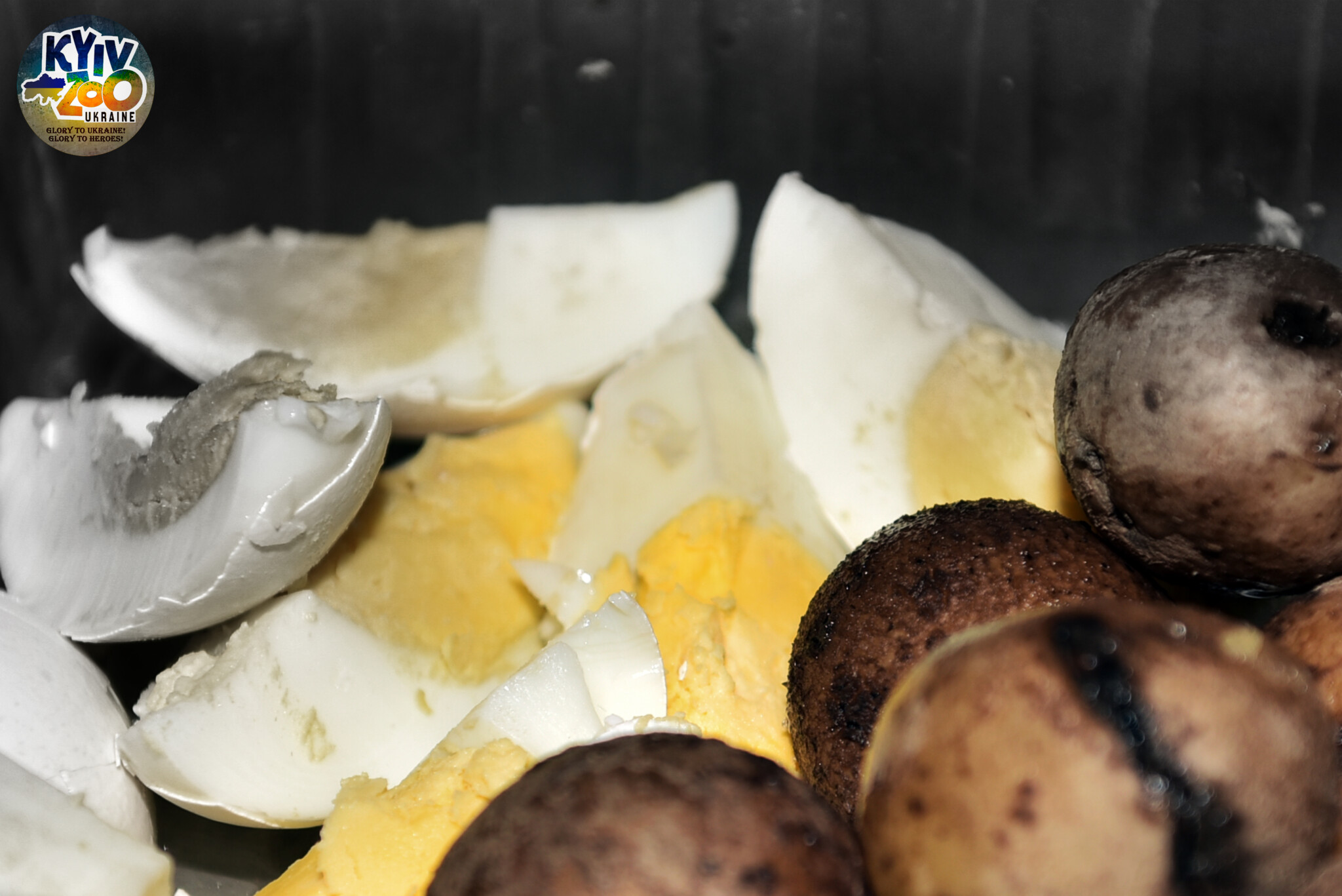 "Блюда" для животных.