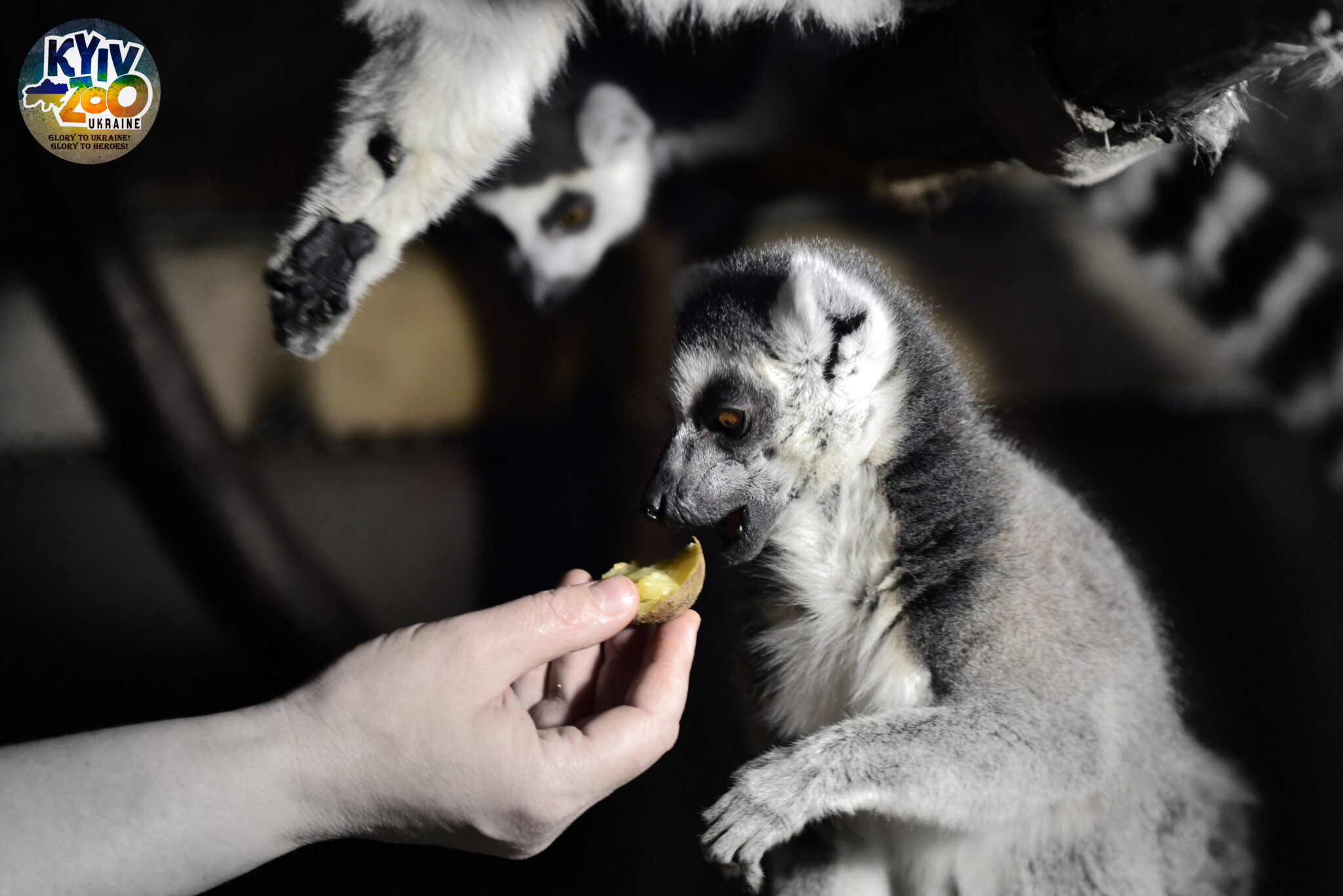 "Блюда" для животных.