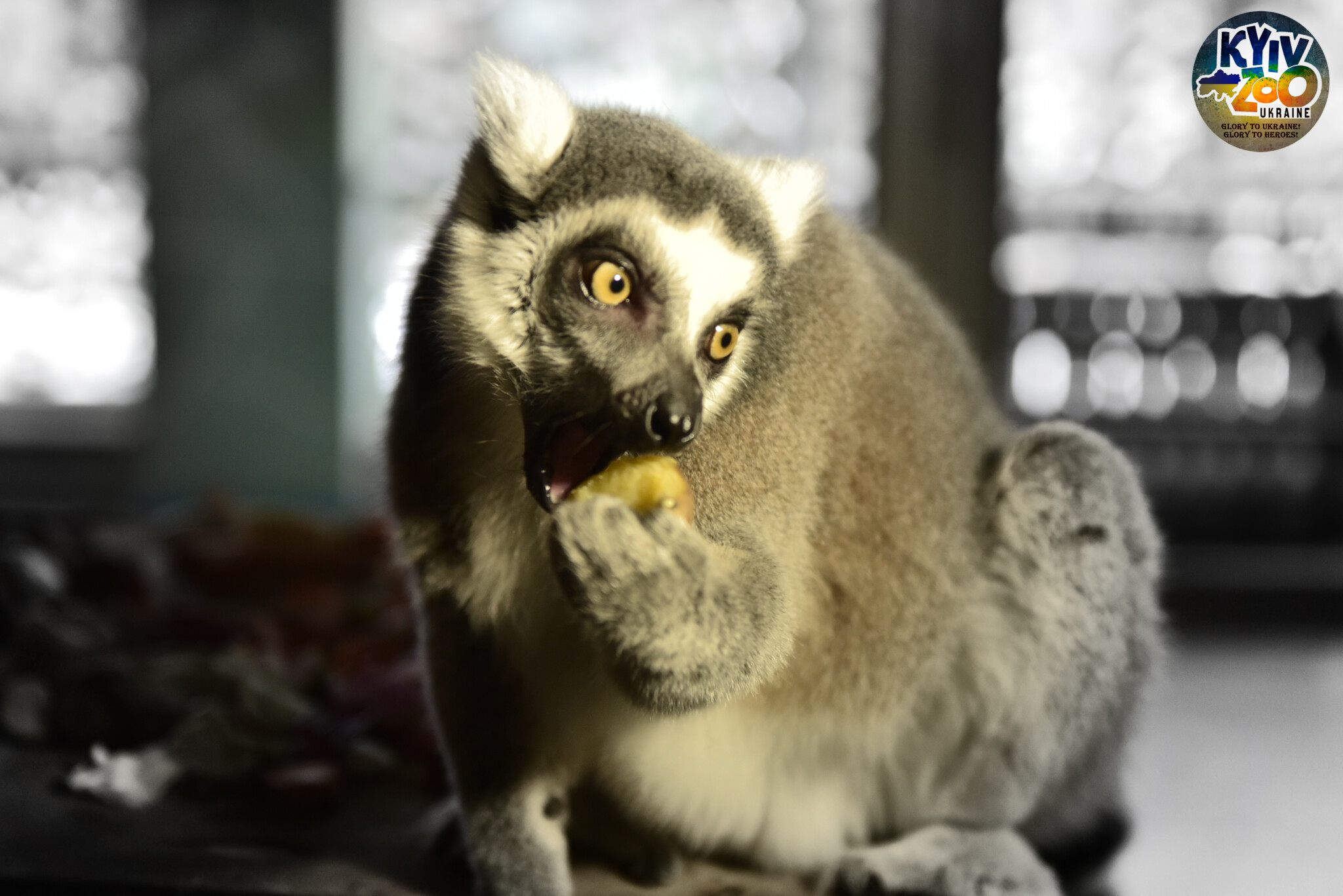 "Блюда" для животных.