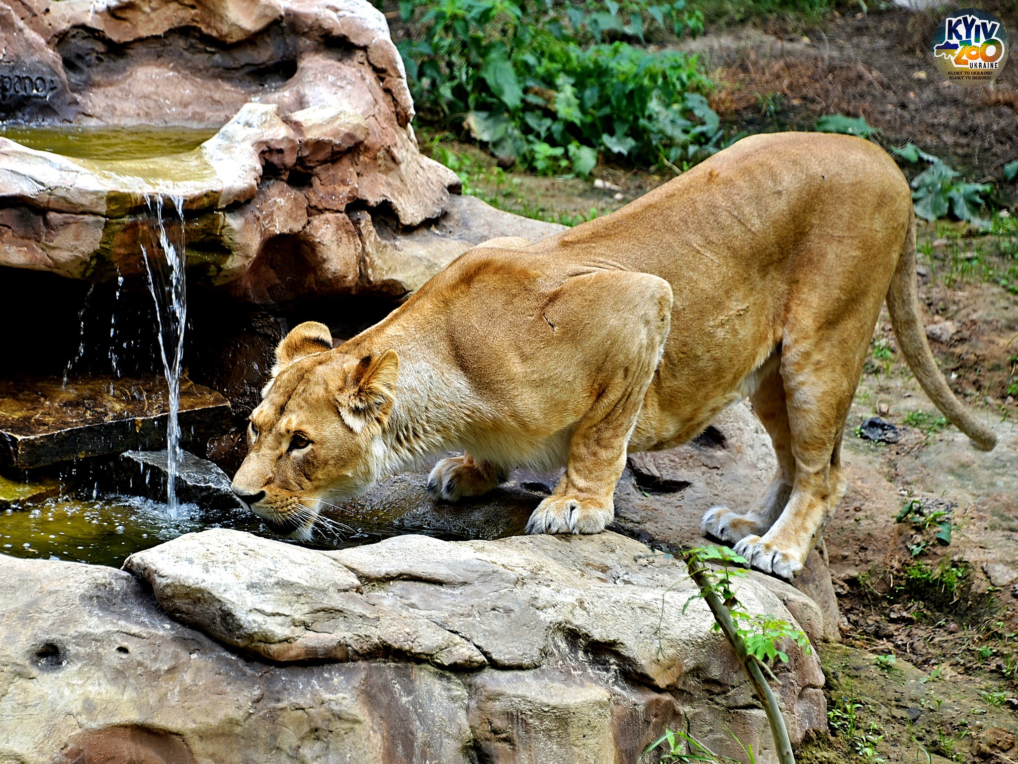 Фото: facebook.com/zoo.kyiv.ua