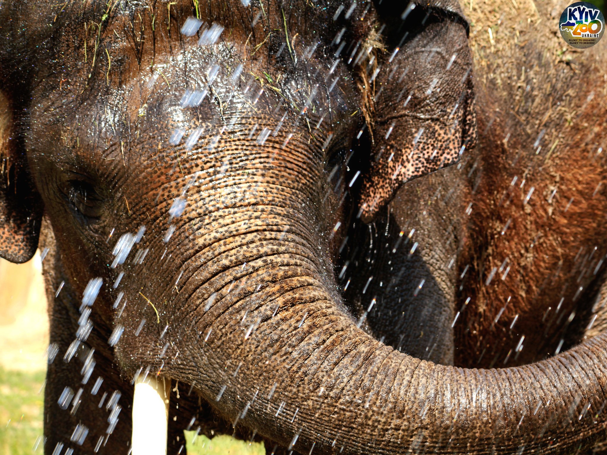 Фото: facebook.com/zoo.kyiv.ua