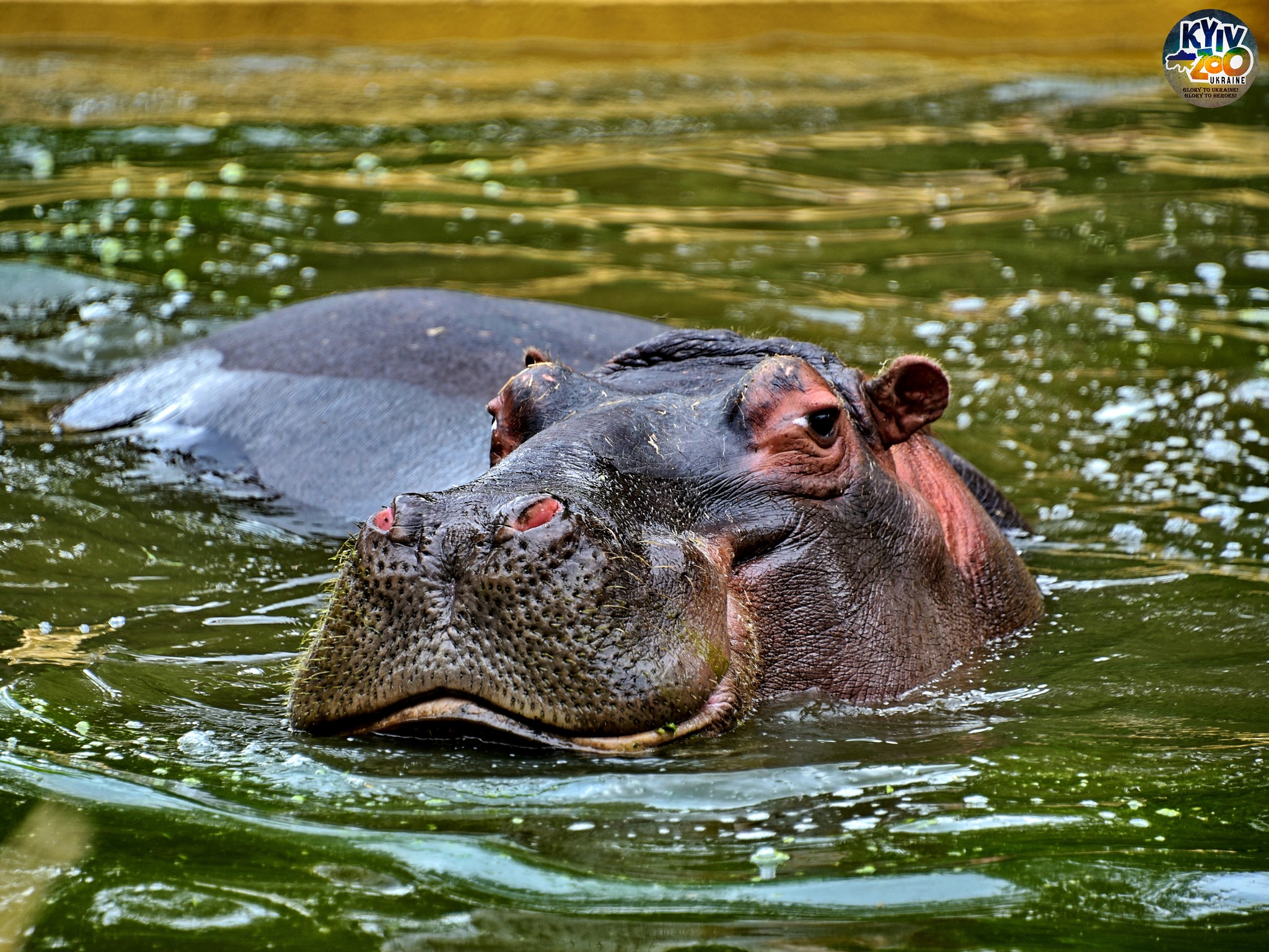 Фото: facebook.com/zoo.kyiv.ua