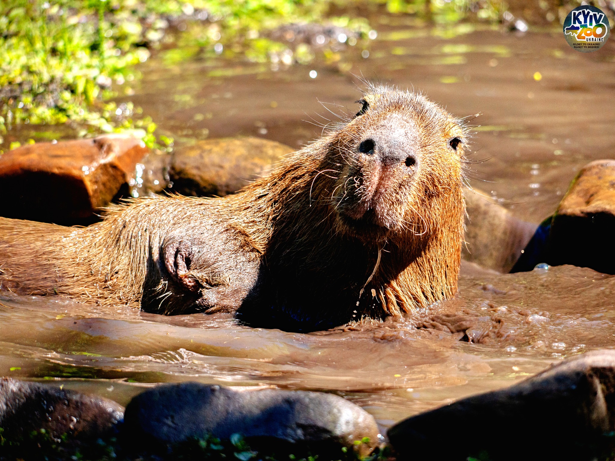 Фото: facebook.com/zoo.kyiv.ua