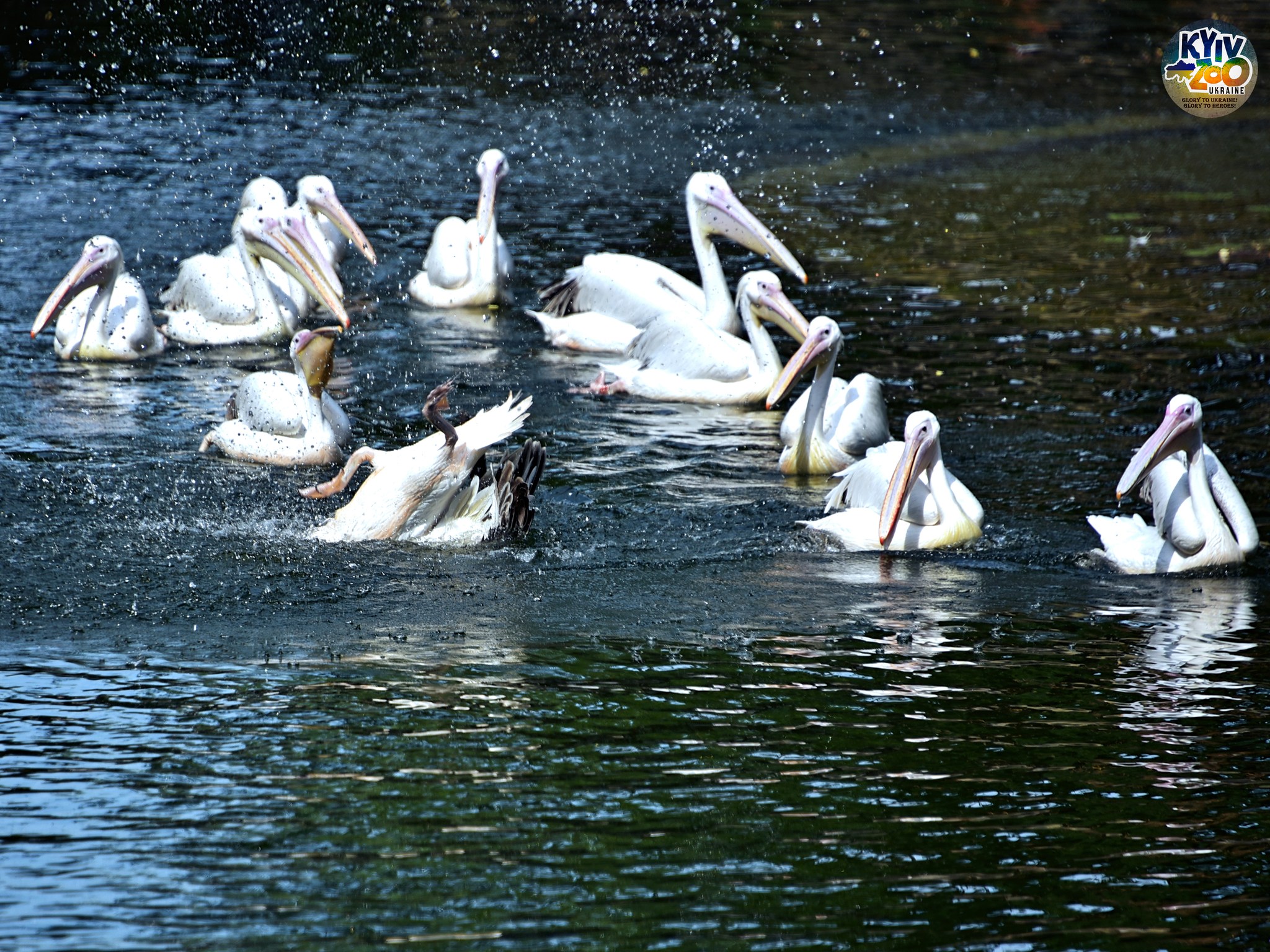 Фото: facebook.com/zoo.kyiv.ua