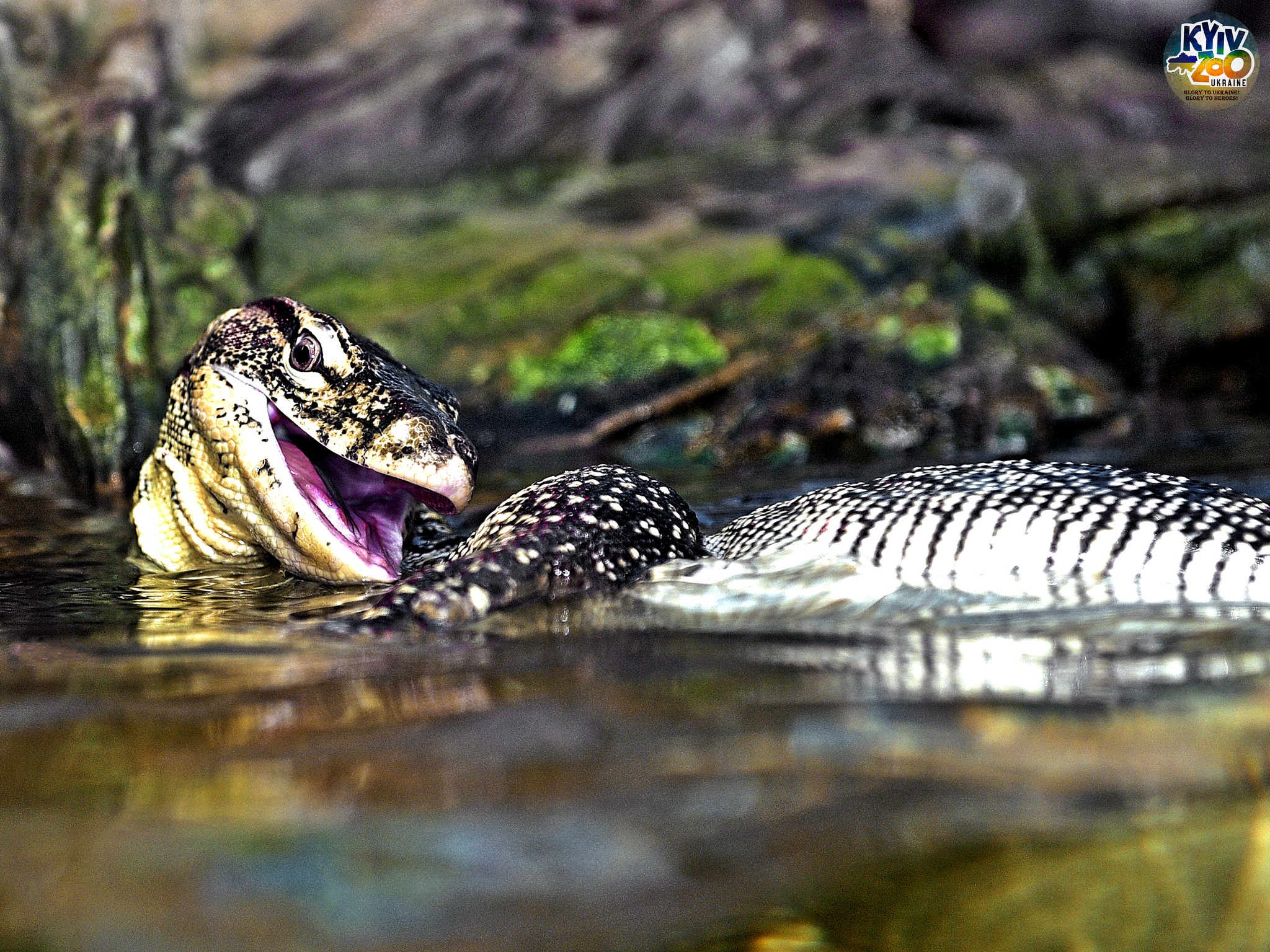 Фото: facebook.com/zoo.kyiv.ua