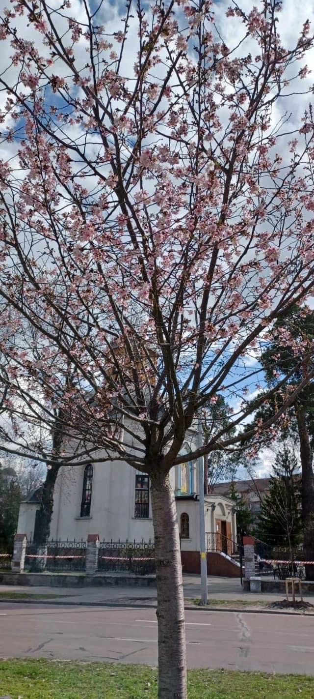 Фото: facebook.com/zelenbud