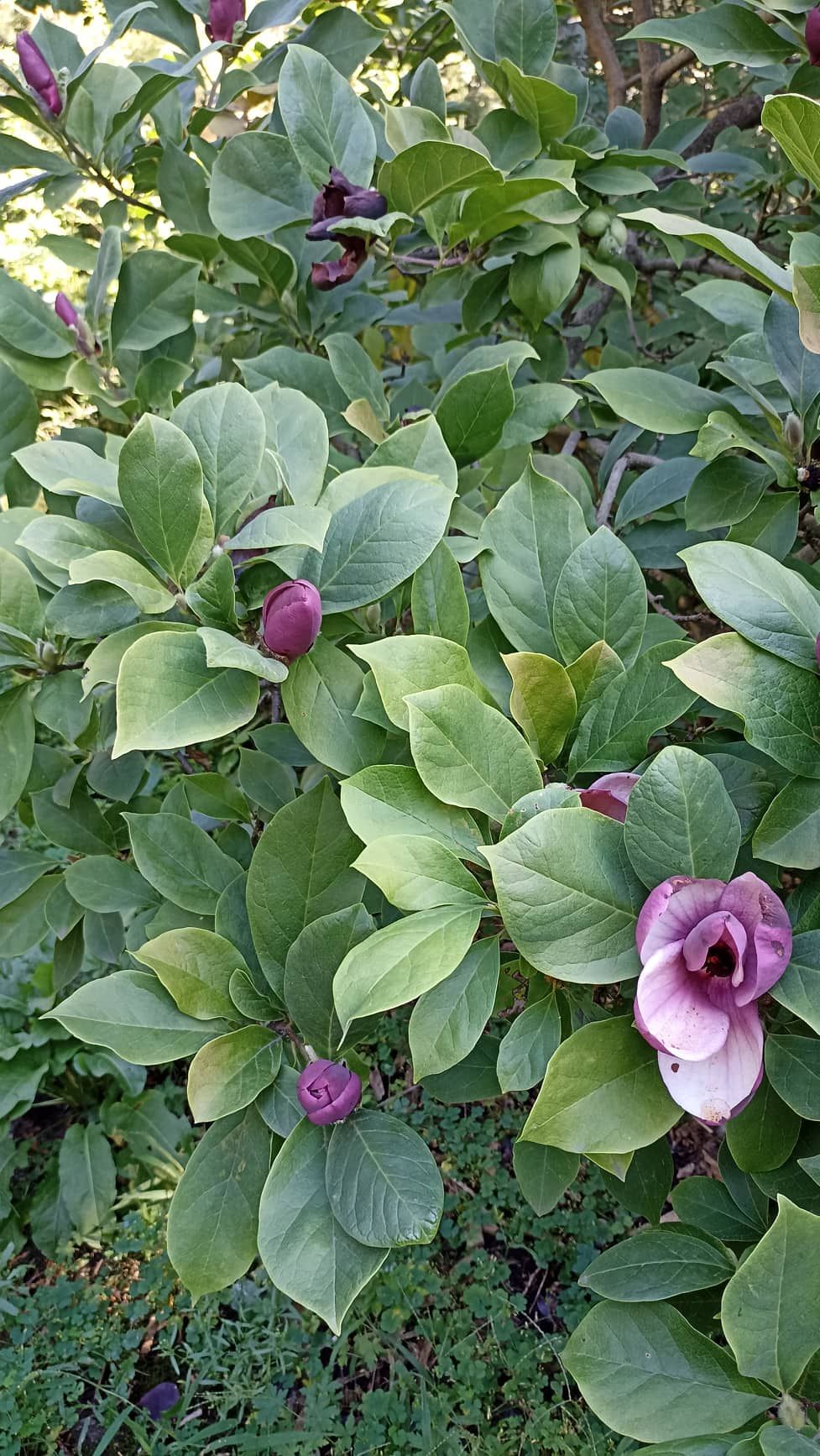 Магнолия из ботсада.