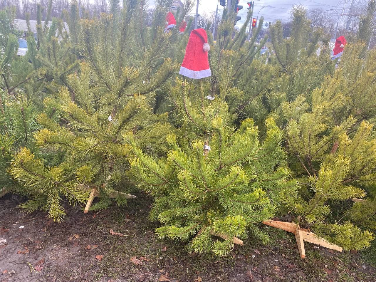 В Киеве началась продажа новогодних елок