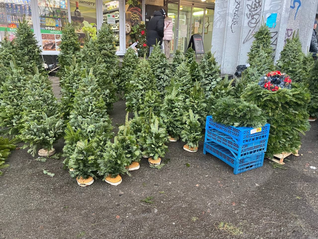 Елки с Карпат собранные вручную с нескольких веток