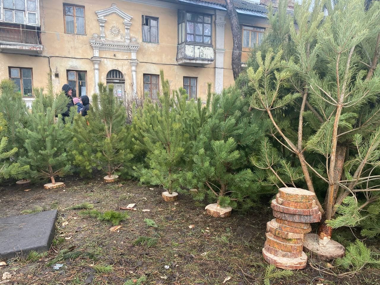 В Киеве началась продажа новогодних елок