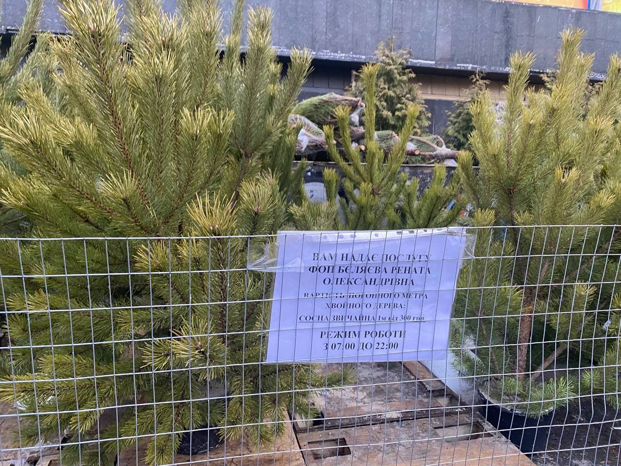 В Киеве началась продажа новогодних елок