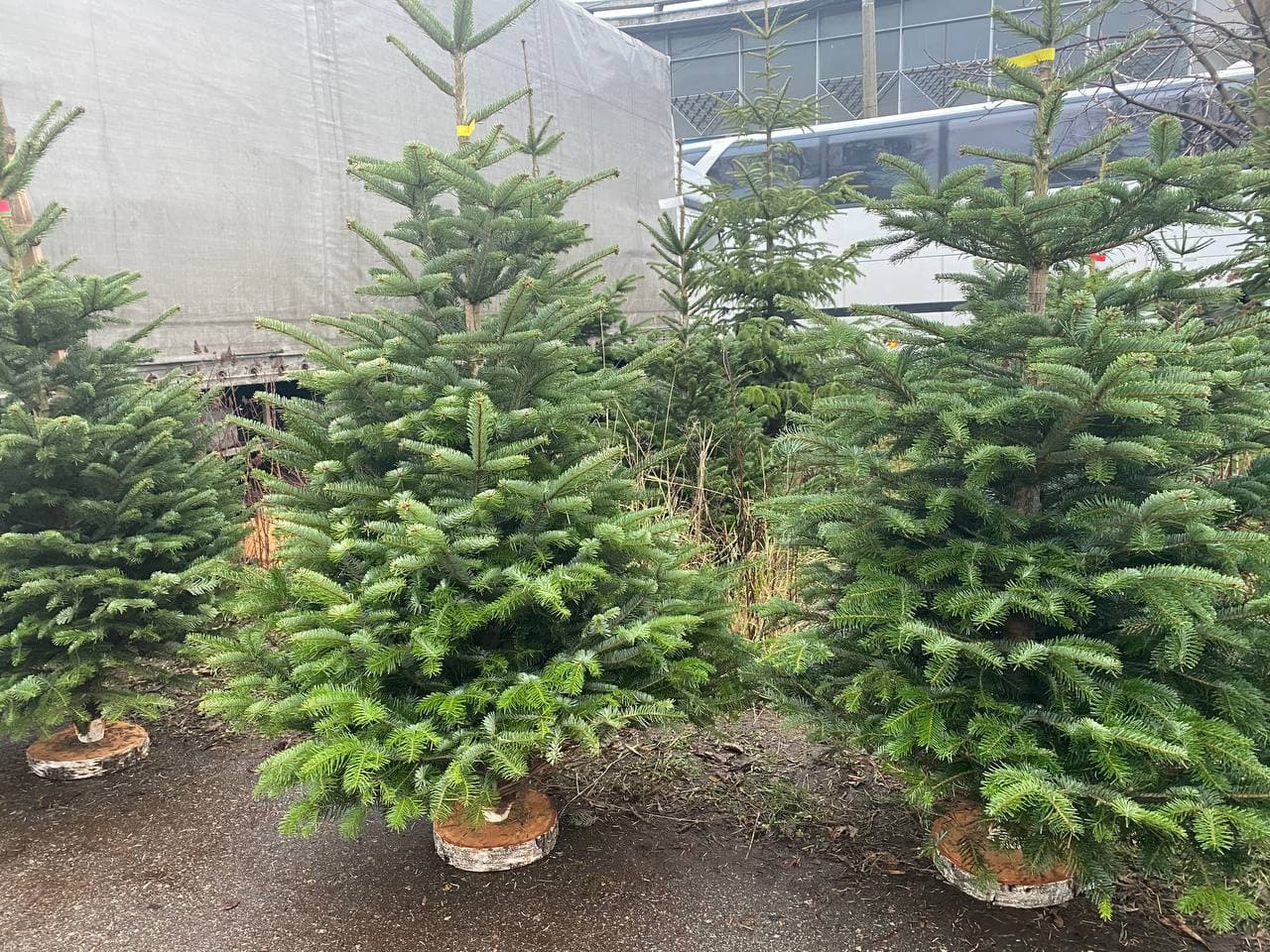 Елка с Германии