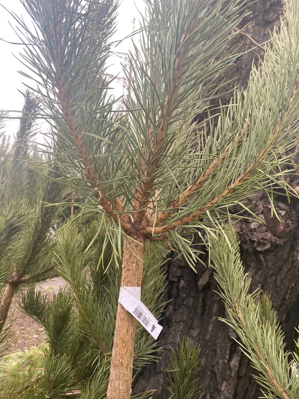 Каждая елка имеет уникальный чип