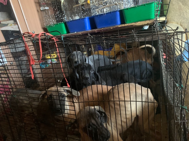 У Києві з неблагополучної родини вилучили 5-річну дівчинку та собак.