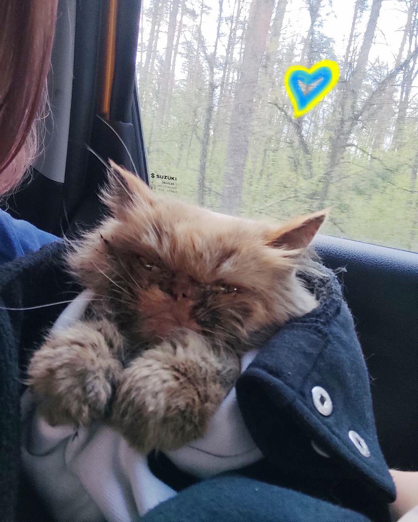 У Бородянці із 7 поверху зруйнованого будинку врятували кота.