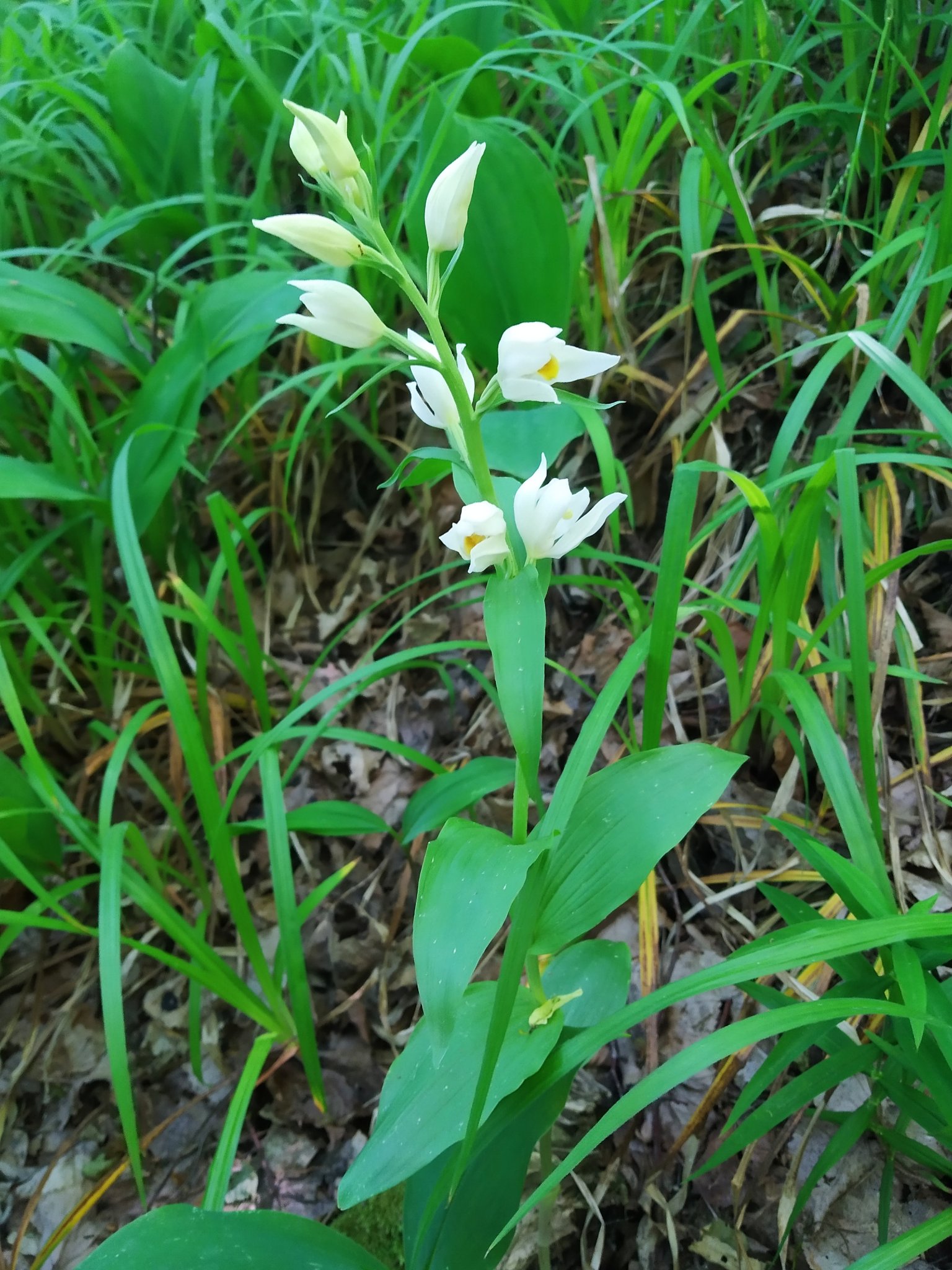 На Київщині знайшли незайманий людиною ліс.
