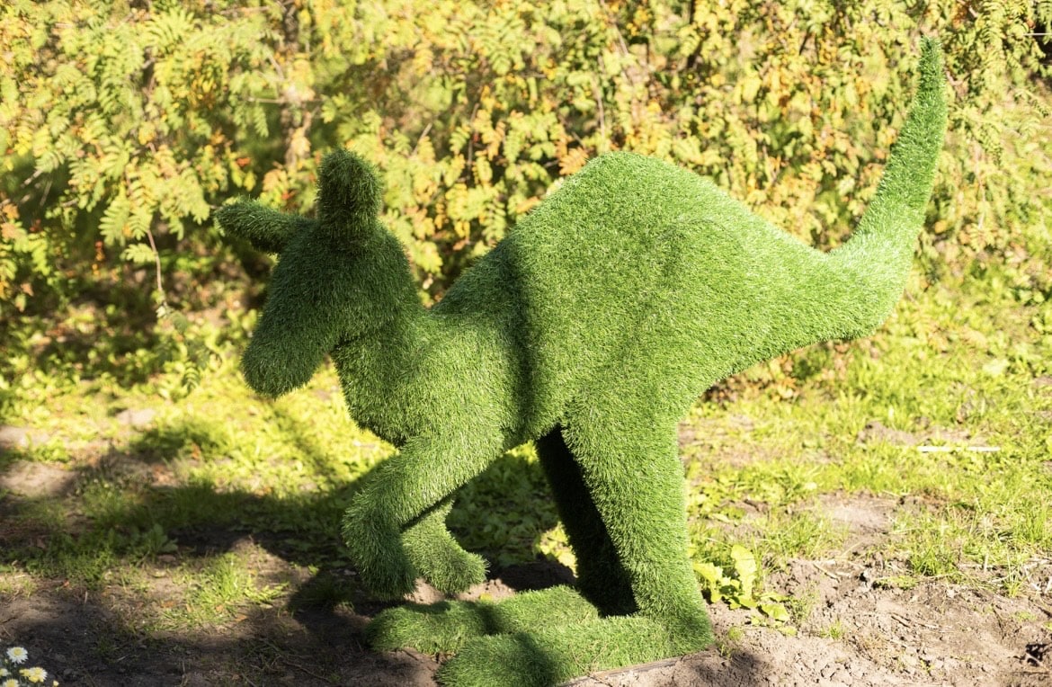 На Певческом поле проходит выставка хризантем.